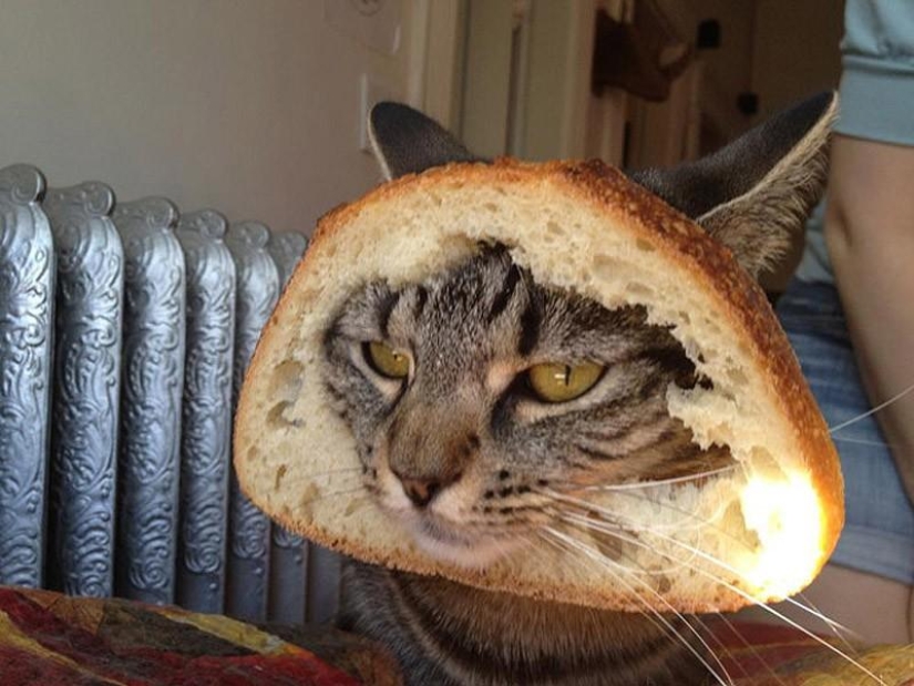 ¡Mi maestro es un idiota!