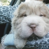 ¡Mi perro tiene más amigos que yo!