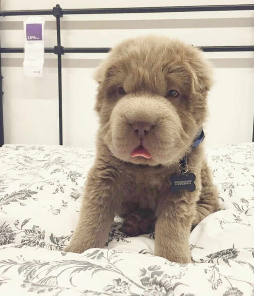 ¡Mi perro tiene más amigos que yo!