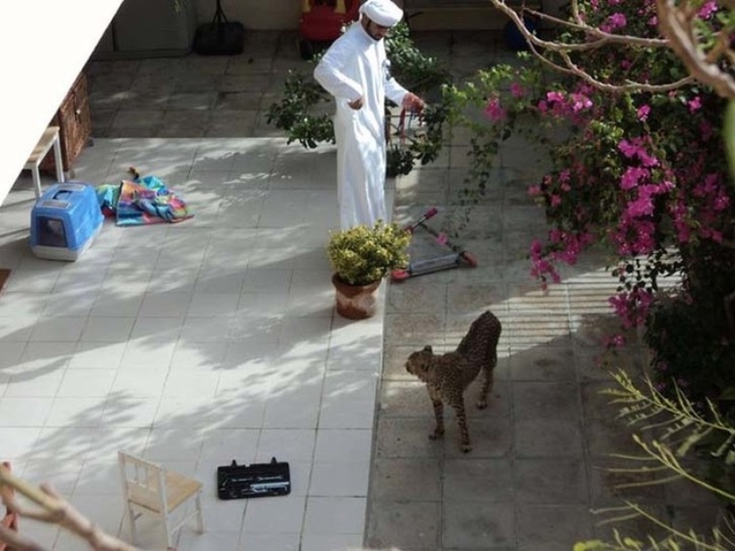 Mientras tanto en Dubái