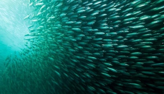 Migración de sardinas en Sudáfrica