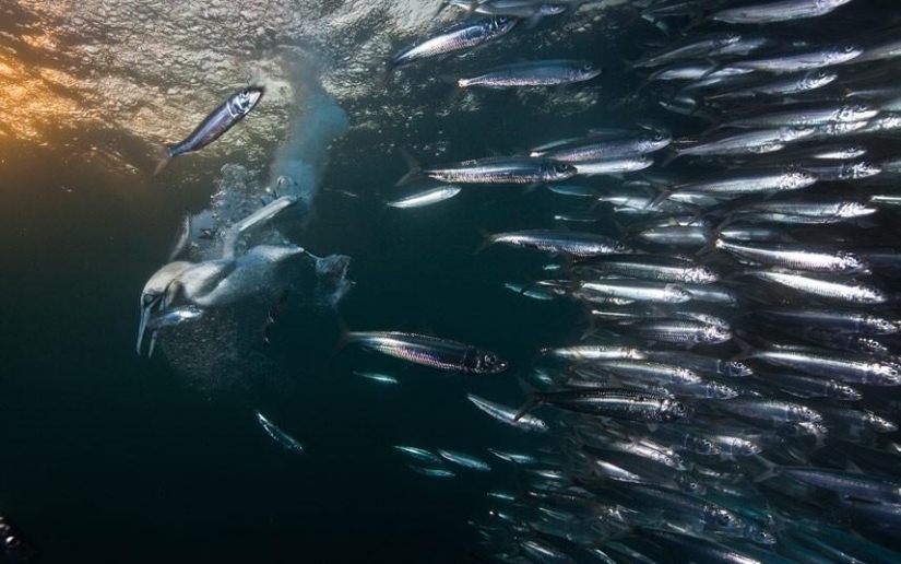 Migración de sardinas en Sudáfrica