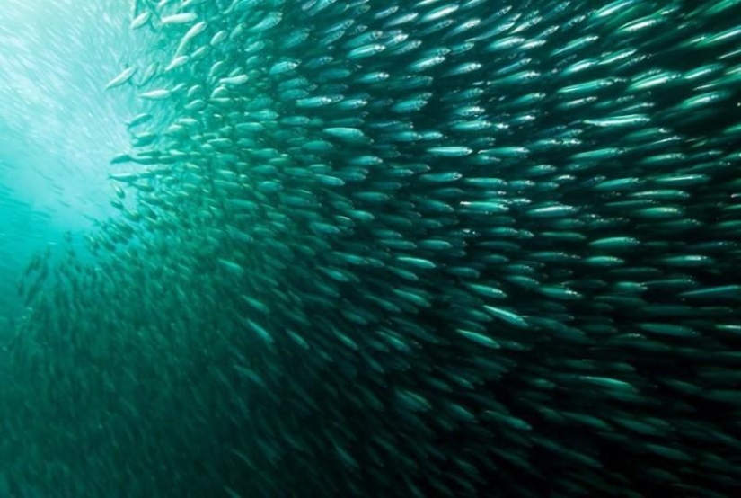 Migration of sardines in South Africa