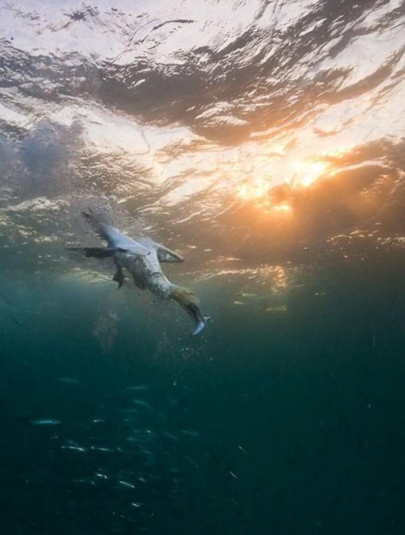 Migration of sardines in South Africa