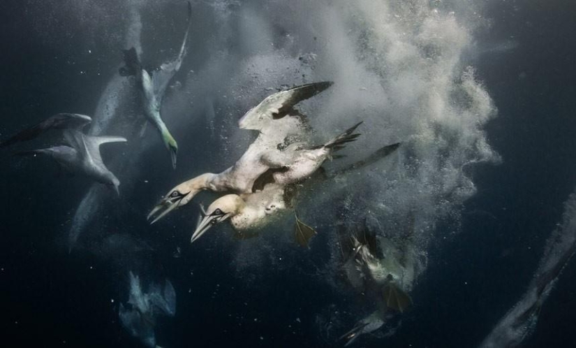 Migration of sardines in South Africa