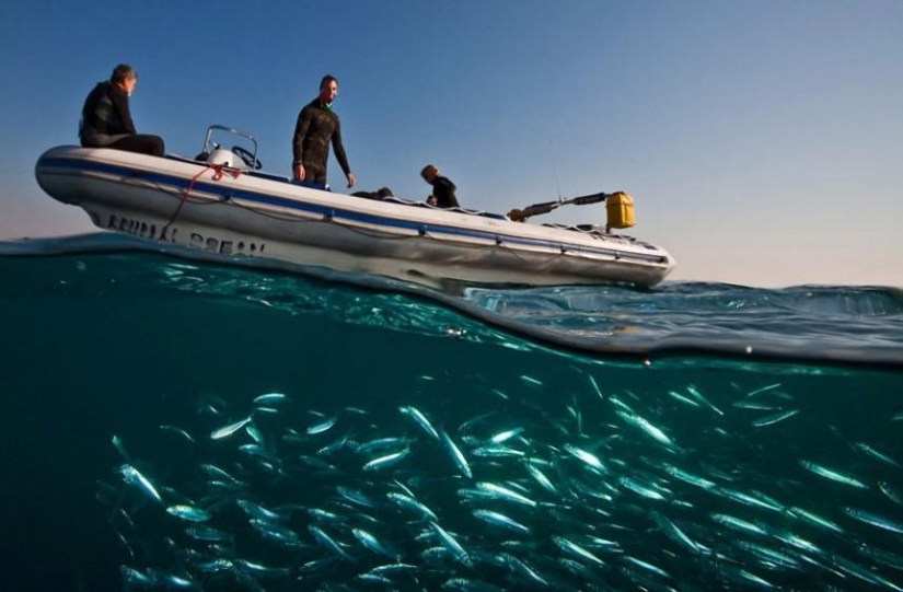 Migration of sardines in South Africa