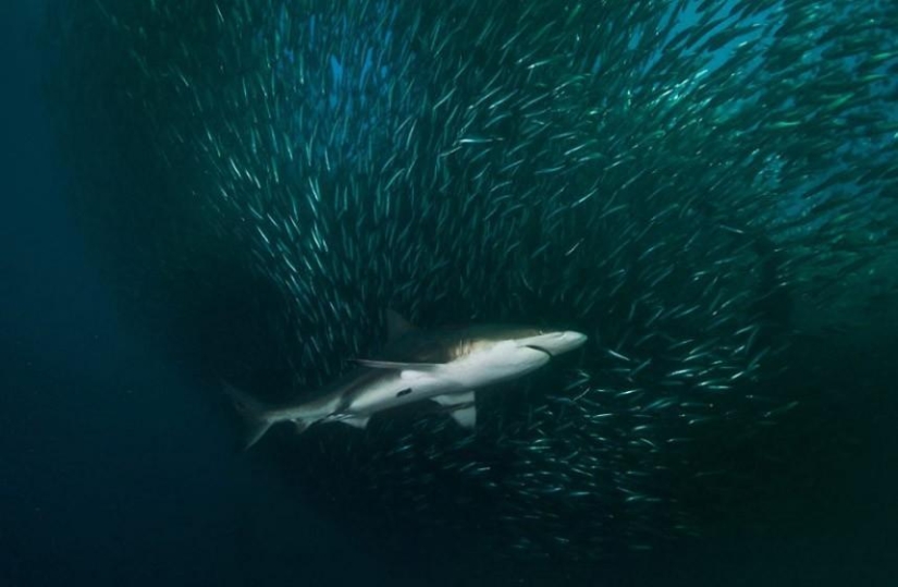 Migration of sardines in South Africa