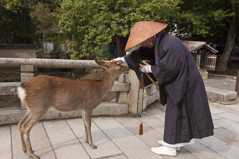 Miles de ciervos inundan las calles de una ciudad japonesa Miles de ciervos inundan las calles de una ciudad japonesa