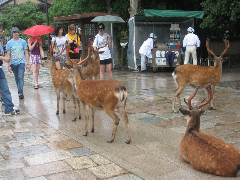 Miles de ciervos inundan las calles de una ciudad japonesa Miles de ciervos inundan las calles de una ciudad japonesa