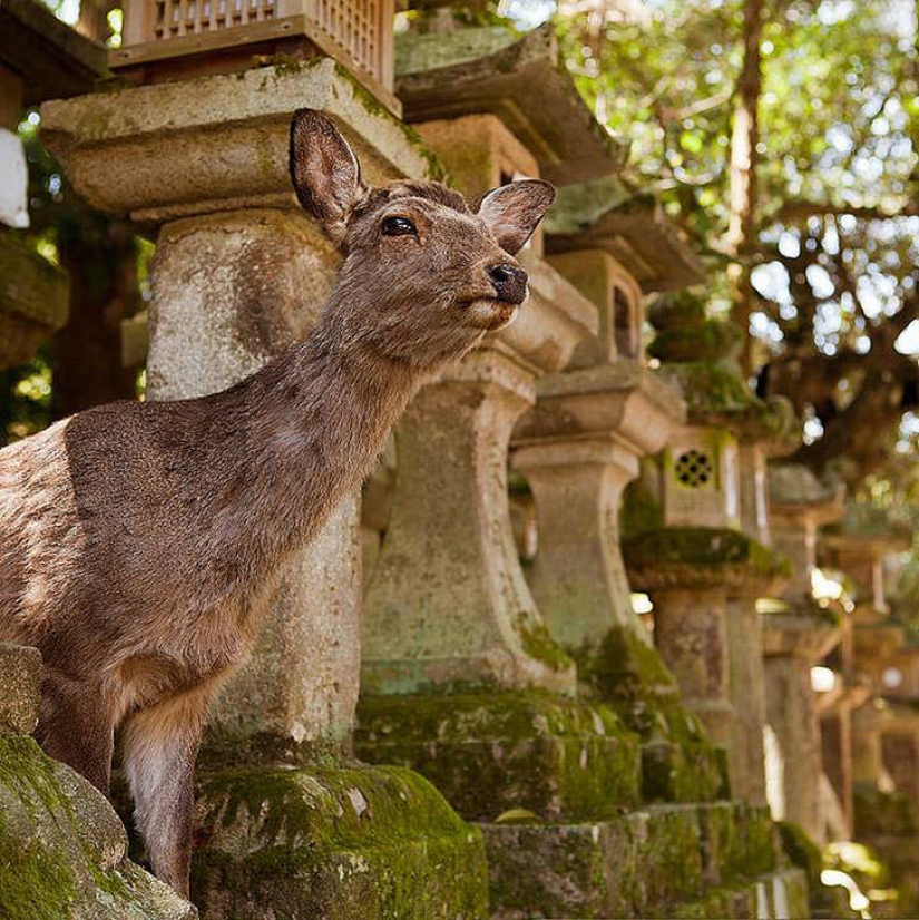 Miles de ciervos inundan las calles de una ciudad japonesa Miles de ciervos inundan las calles de una ciudad japonesa