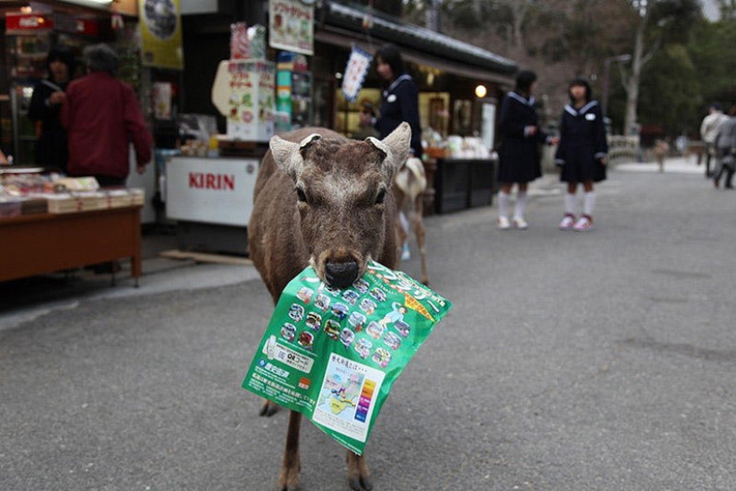 Miles de ciervos inundan las calles de una ciudad japonesa Miles de ciervos inundan las calles de una ciudad japonesa