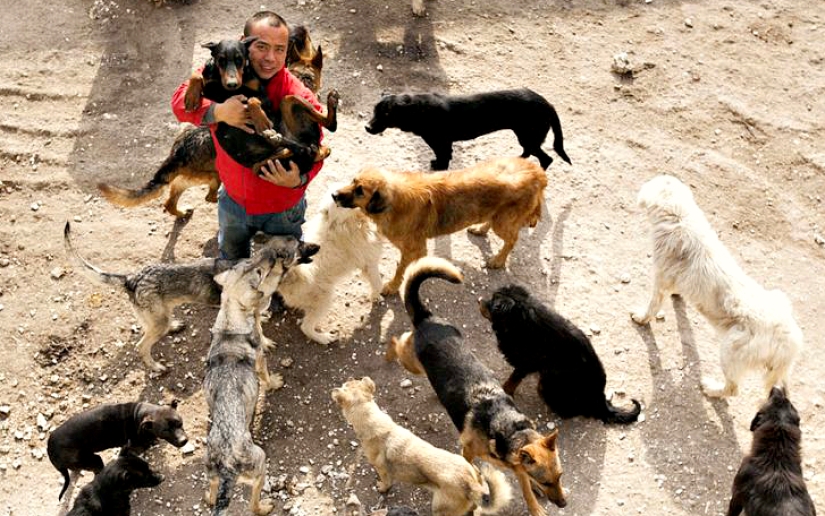 Millonario chino se arruina por culpa de los perros