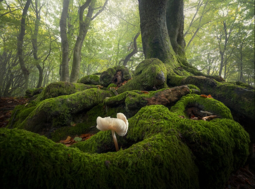 Mis 12 fotos de hongos que muestran el mundo mágico del bosque que los rodea