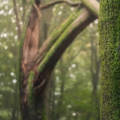 Mis 12 fotos de hongos que muestran el mundo mágico del bosque que los rodea