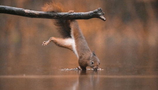 Mis 15 fotos que muestran las habilidades gimnásticas de las ardillas rojas