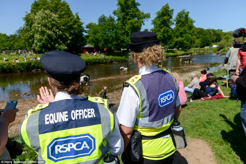 Mixed up in a bunch of horses, people: what thousands of gypsies are doing at the Appleby Horse Fair