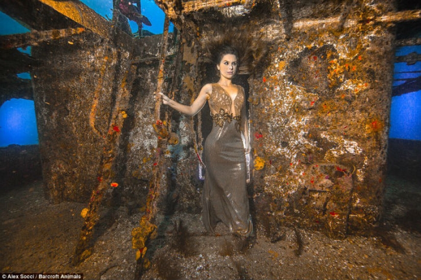 Modelo brasileña se sumerge en el agua con tiburones para proteger a los depredadores marinos Modelo brasileña se sumerge en el agua con tiburones para proteger a los depredadores marinos