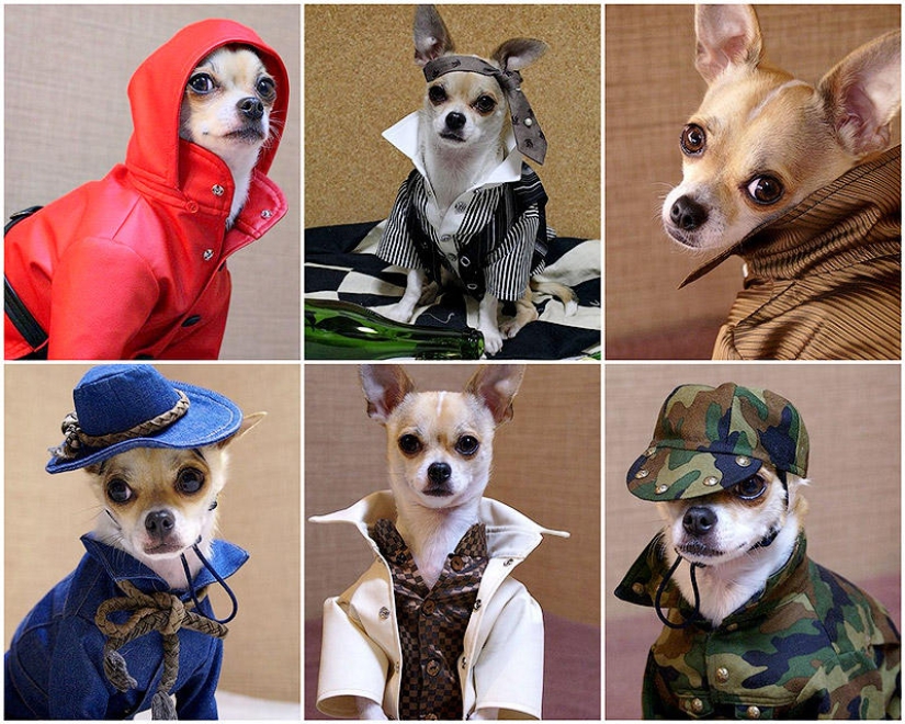 Montjiro es un chihuahua que viste mejor que tú Montjiro es un chihuahua que viste mejor que tú