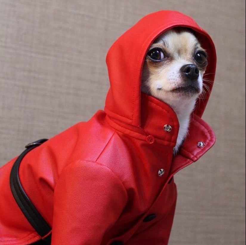 Montjiro es un chihuahua que viste mejor que tú Montjiro es un chihuahua que viste mejor que tú