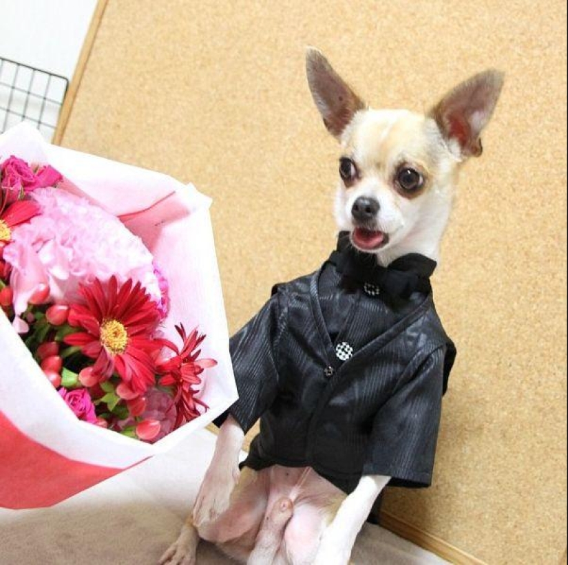 Montjiro es un chihuahua que viste mejor que tú Montjiro es un chihuahua que viste mejor que tú