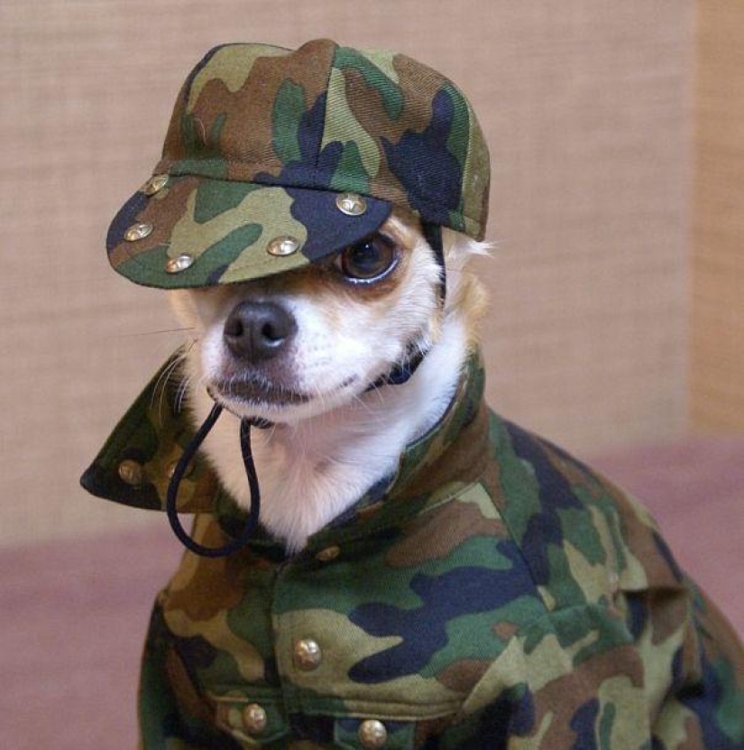 Montjiro es un chihuahua que viste mejor que tú Montjiro es un chihuahua que viste mejor que tú