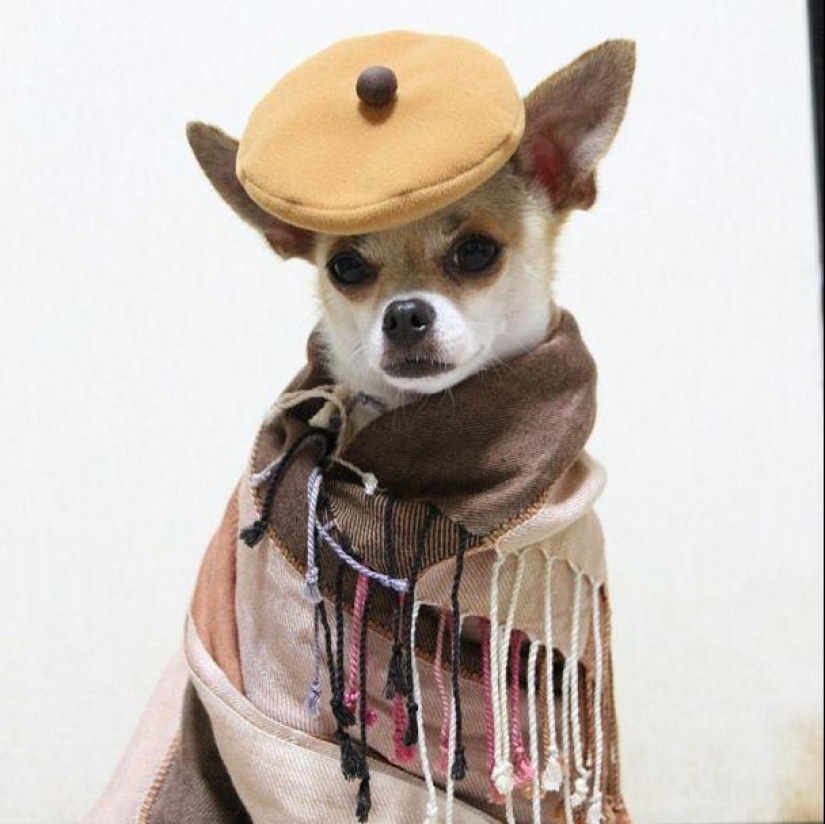 Montjiro es un chihuahua que viste mejor que tú Montjiro es un chihuahua que viste mejor que tú