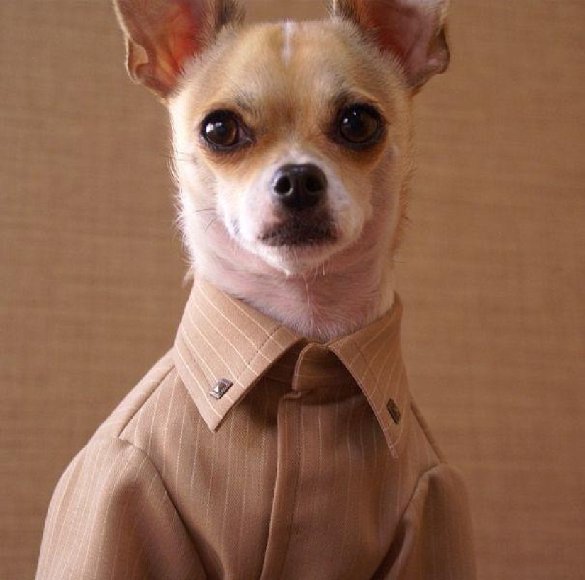 Montjiro es un chihuahua que viste mejor que tú Montjiro es un chihuahua que viste mejor que tú