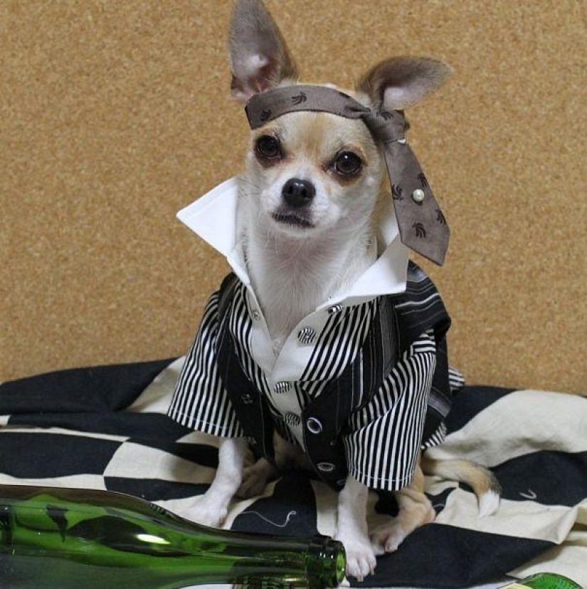 Montjiro es un chihuahua que viste mejor que tú Montjiro es un chihuahua que viste mejor que tú