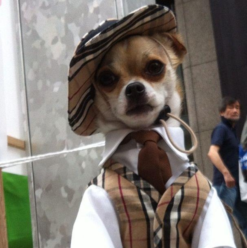 Montjiro es un chihuahua que viste mejor que tú Montjiro es un chihuahua que viste mejor que tú