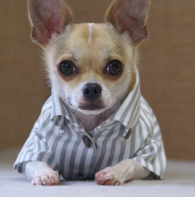 Montjiro es un chihuahua que viste mejor que tú Montjiro es un chihuahua que viste mejor que tú