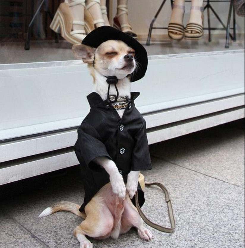 Montjiro es un chihuahua que viste mejor que tú Montjiro es un chihuahua que viste mejor que tú