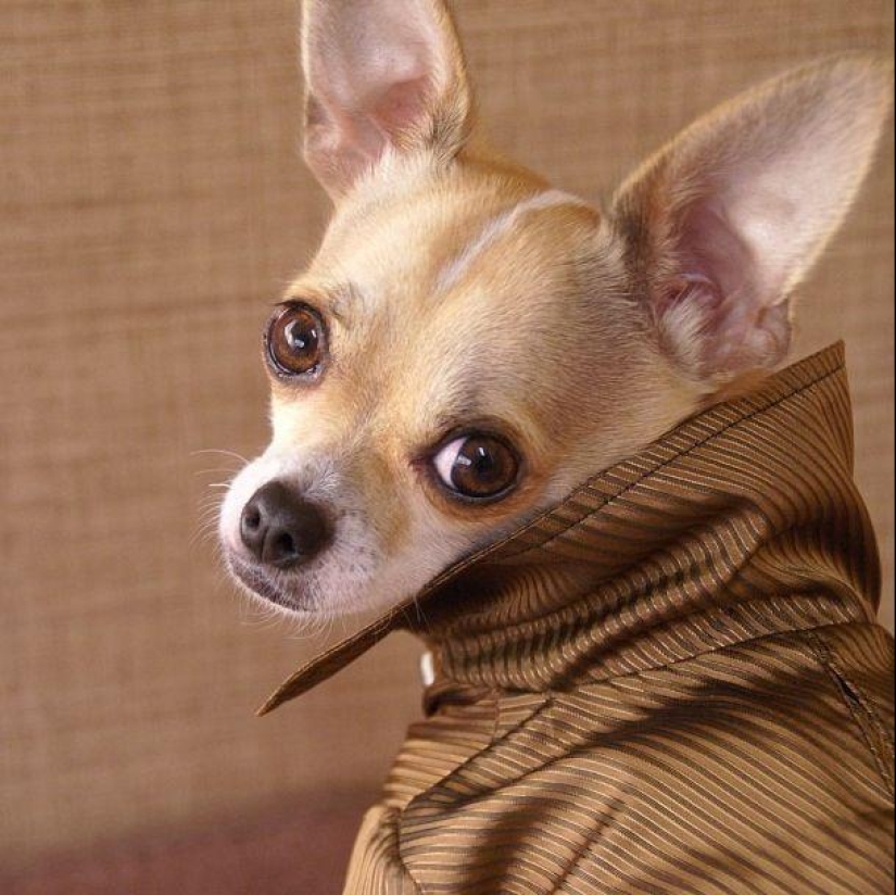 Montjiro is a chihuahua who dresses better than you Montjiro is a chihuahua who dresses better than you