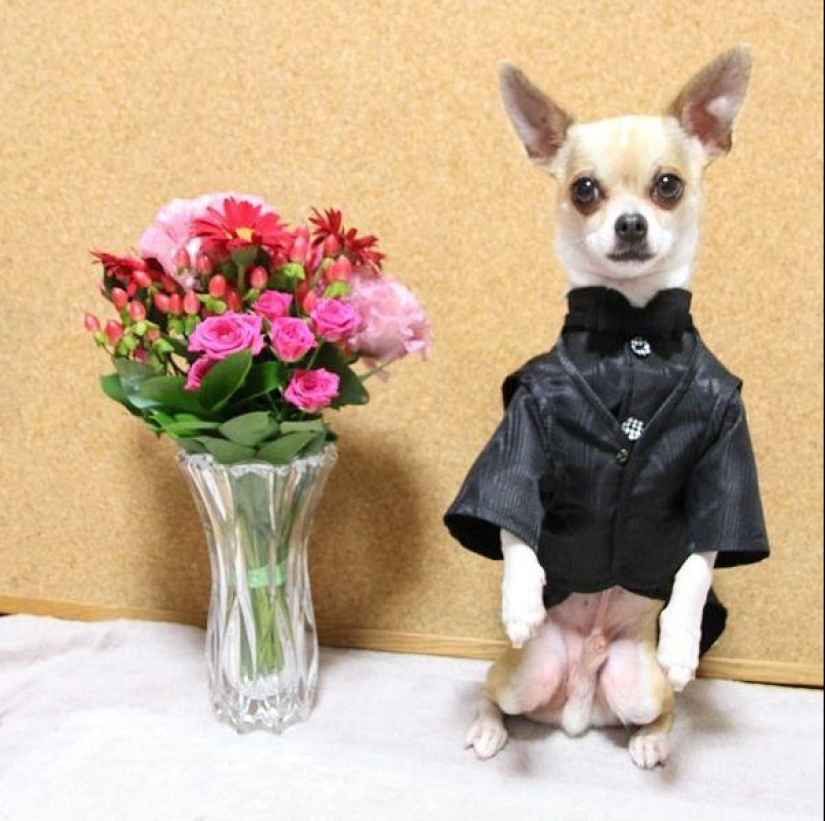 Montjiro is a chihuahua who dresses better than you Montjiro is a chihuahua who dresses better than you