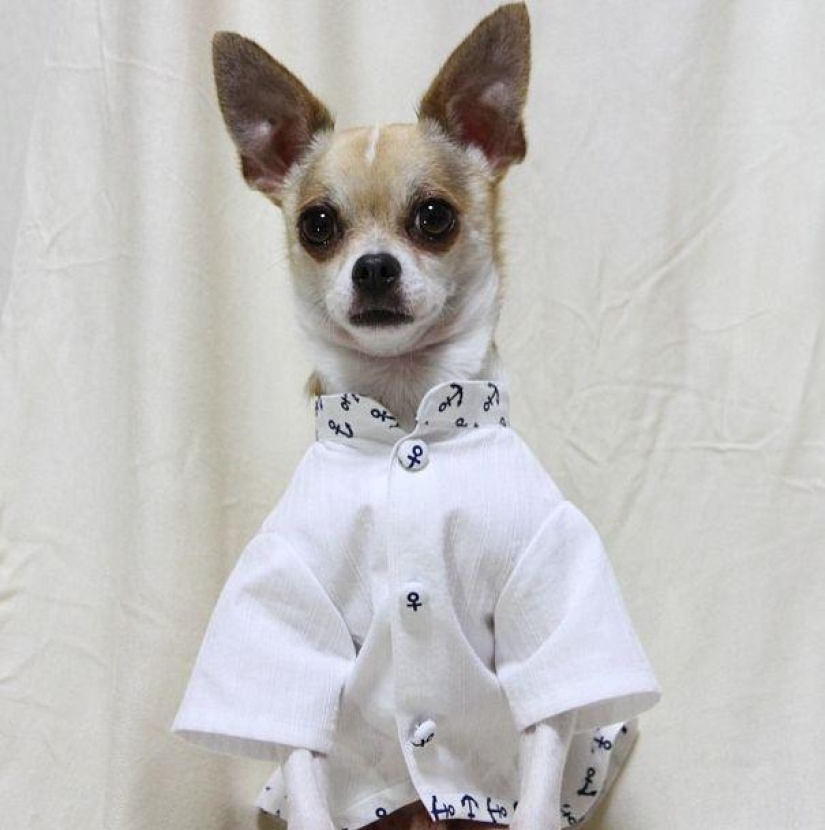 Montjiro is a chihuahua who dresses better than you Montjiro is a chihuahua who dresses better than you