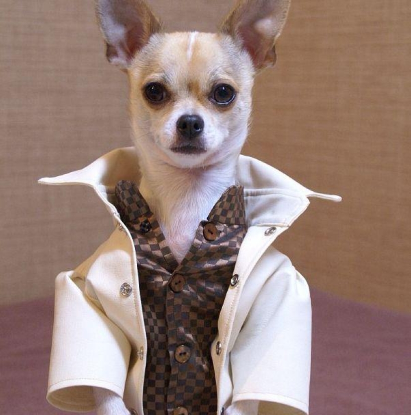Montjiro is a chihuahua who dresses better than you Montjiro is a chihuahua who dresses better than you