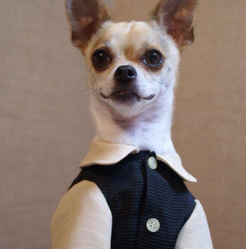 Montjiro is a chihuahua who dresses better than you Montjiro is a chihuahua who dresses better than you