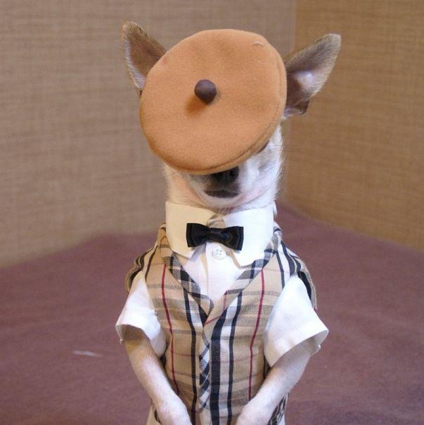 Montjiro is a chihuahua who dresses better than you Montjiro is a chihuahua who dresses better than you