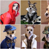 Montjiro is a chihuahua who dresses better than you