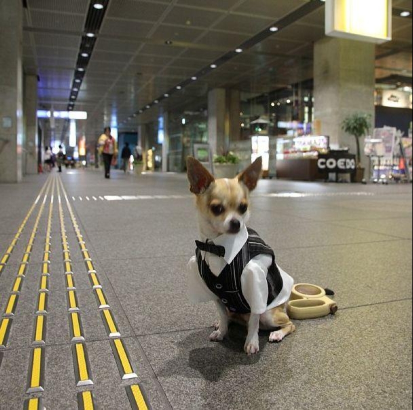 Montjiro is a chihuahua who dresses better than you Montjiro is a chihuahua who dresses better than you