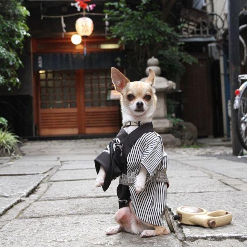 Montjiro is a chihuahua who dresses better than you Montjiro is a chihuahua who dresses better than you