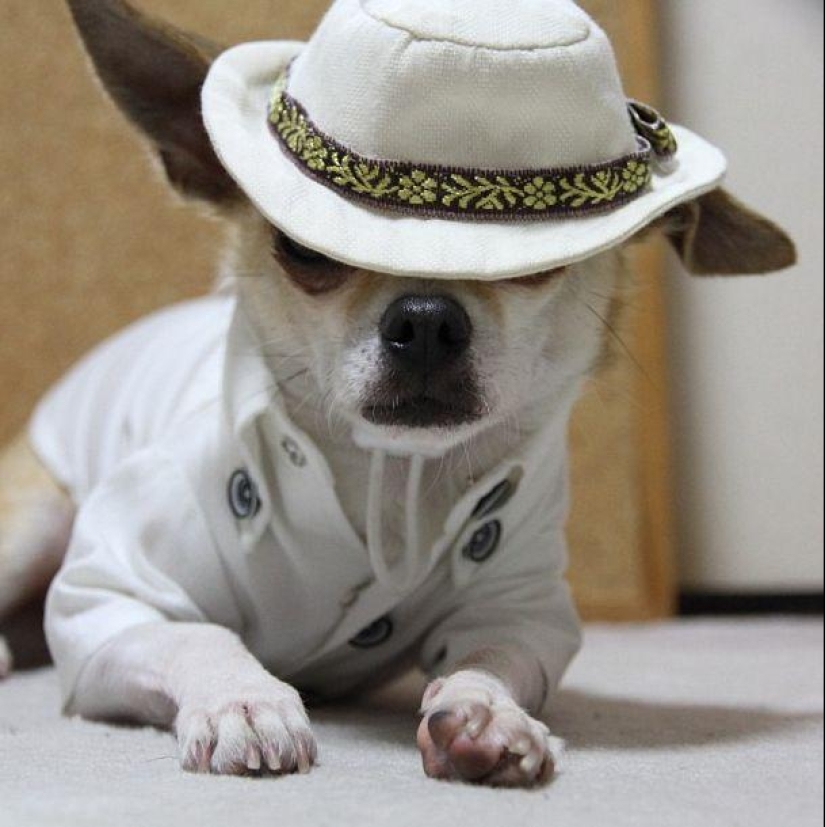 Montjiro is a chihuahua who dresses better than you Montjiro is a chihuahua who dresses better than you