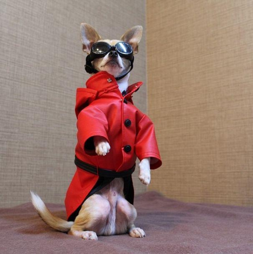 Montjiro is a chihuahua who dresses better than you Montjiro is a chihuahua who dresses better than you