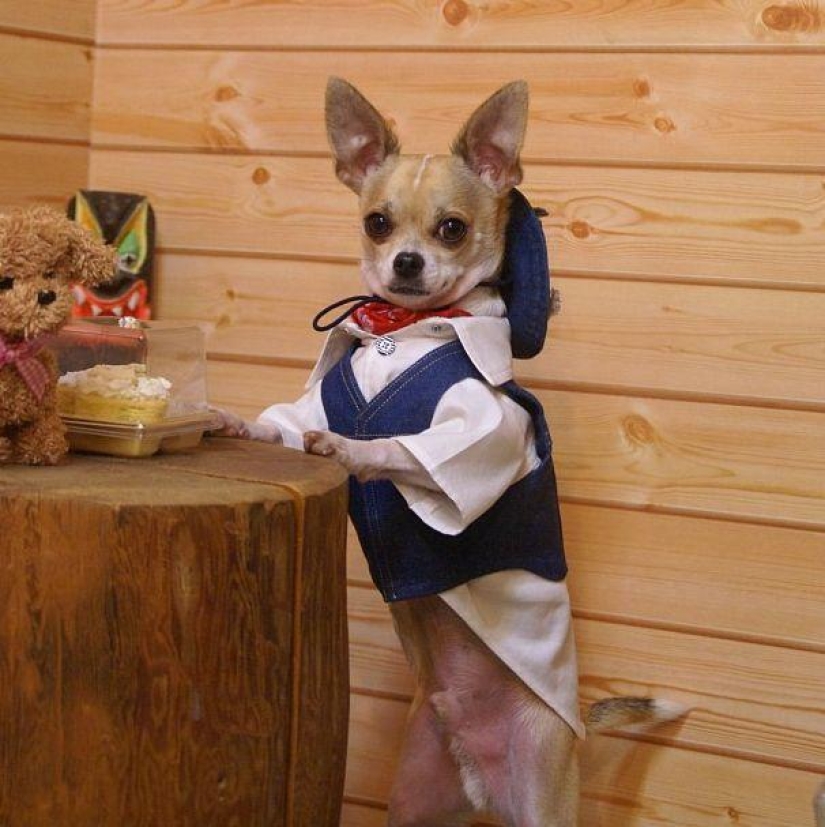 Montjiro is a chihuahua who dresses better than you Montjiro is a chihuahua who dresses better than you