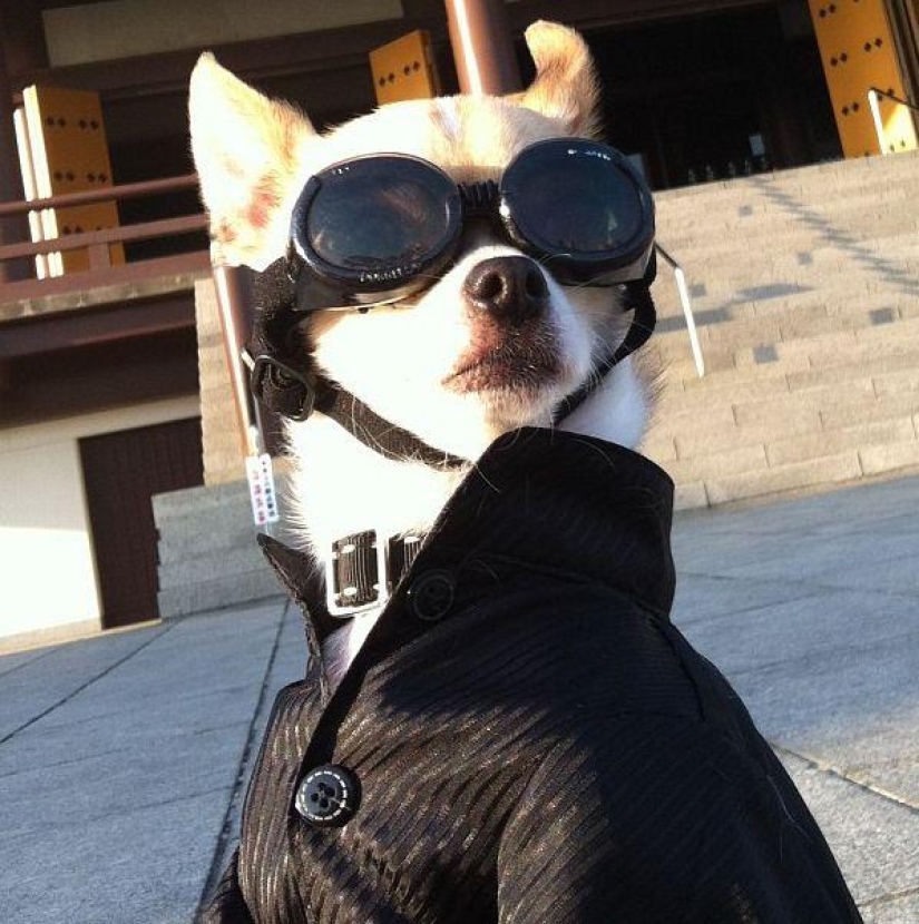 Montjiro is a chihuahua who dresses better than you Montjiro is a chihuahua who dresses better than you