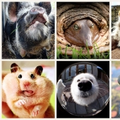 Mordahi ... and not only