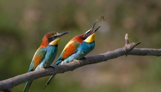 Most Viewed Wikipedia Images of 2012