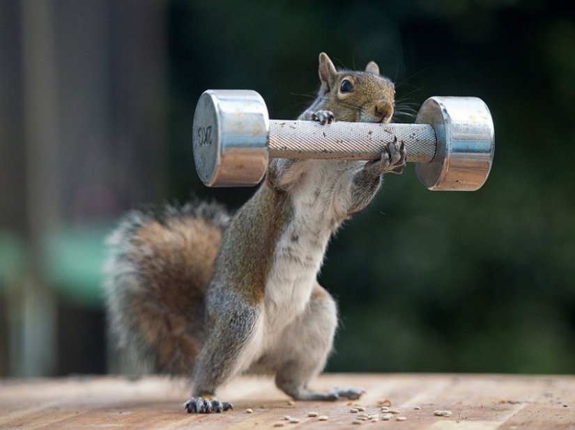 Muscular squirrels: no one else will steal their nuts this summer Muscular squirrels: no one else will steal their nuts this summer