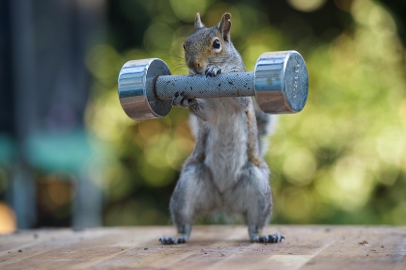 Muscular squirrels: no one else will steal their nuts this summer Muscular squirrels: no one else will steal their nuts this summer