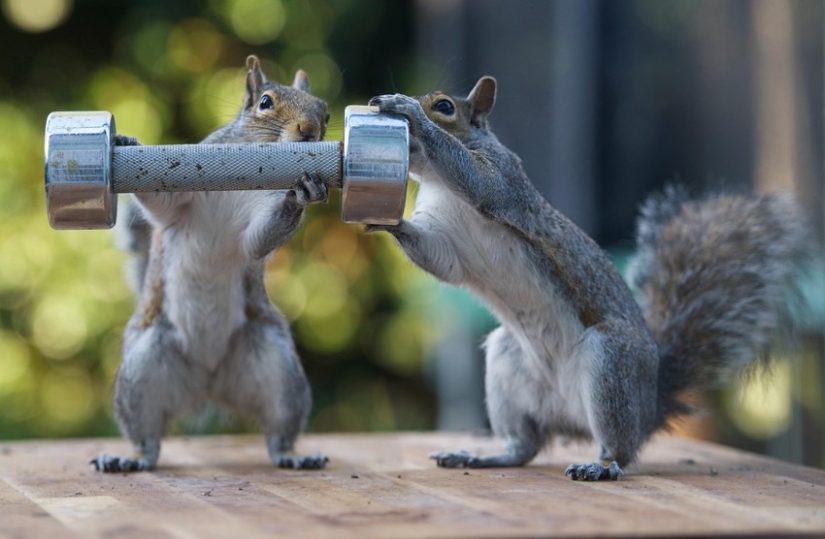 Muscular squirrels: no one else will steal their nuts this summer Muscular squirrels: no one else will steal their nuts this summer