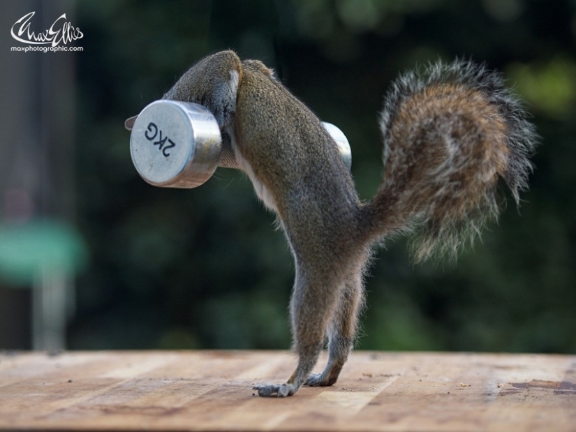 Muscular squirrels: no one else will steal their nuts this summer Muscular squirrels: no one else will steal their nuts this summer